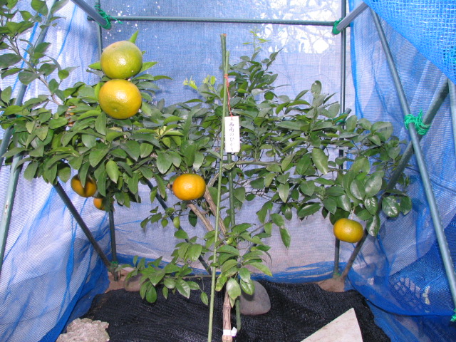 IMG_0005　　　　西南のひかり3年生で8個着果してます。